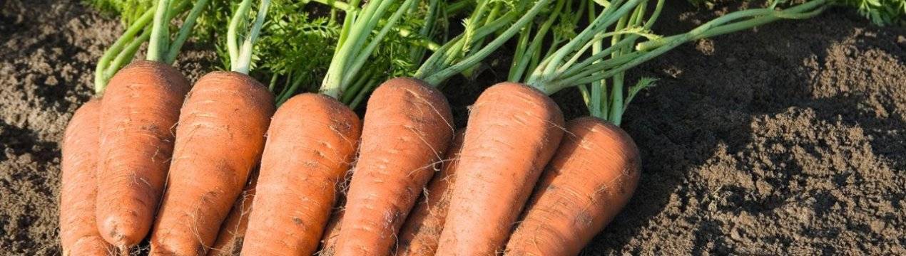 Морковь соломон f1 — описание сорта, фото, отзывы, посадка и уход