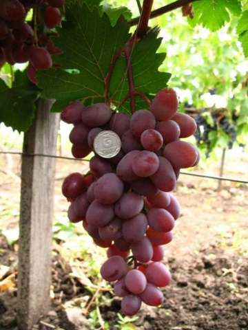 Виноград «виктор»: описание сорта, фото и отзывы