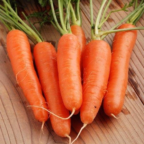 Сорта моркови без сердцевины для хранения