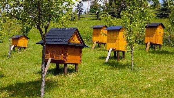 Как открыть бизнес по пчеловодству?