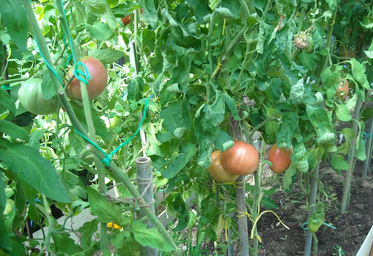 Выращивание томата бабушкин секрет