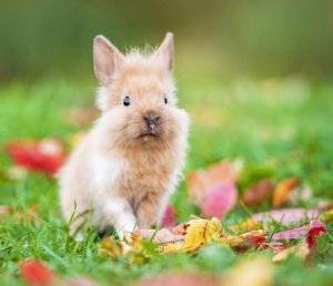Кролики великаны: породы, разведение, выращивание, кормление