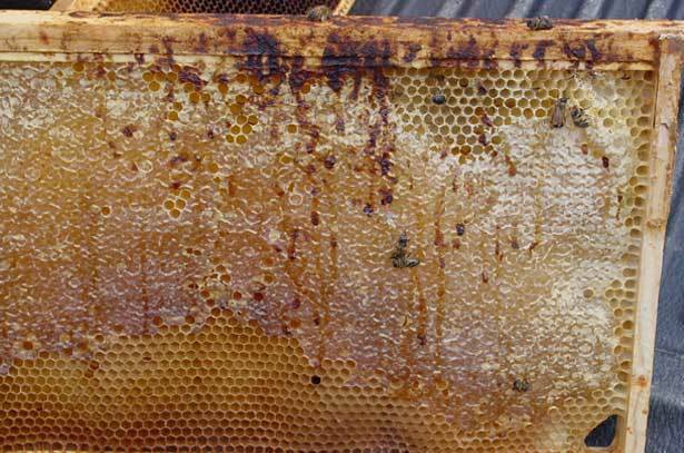 Нозематоз пчёл, его лечение, диагностика и профилактика