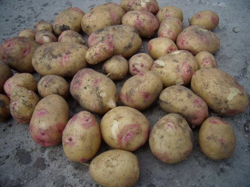 Картофель гала - описание сорта