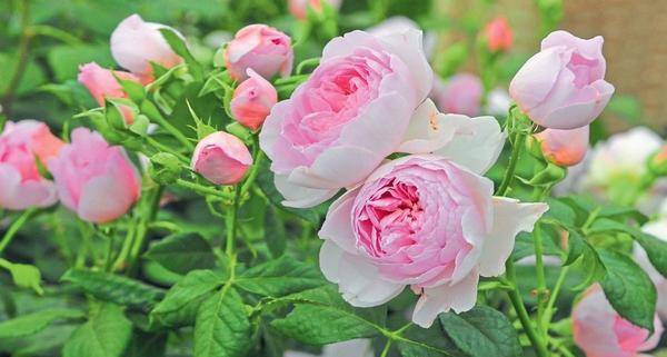 О розе roald dahl (роальд даль): описание и характеристики сорта роз остина