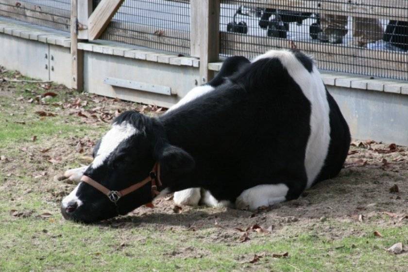 Оспа у коров симптомы и лечение фото