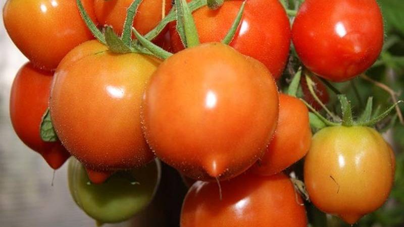 Томат тарасенко юбилейный – 11 особенностей и советы по выращиванию