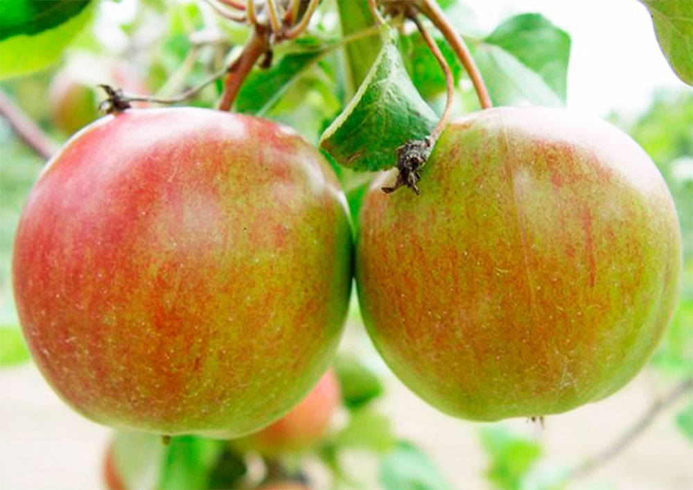 Описание сортов яблонь «краса свердловска» и «свердловская красавица» – в чём разница?