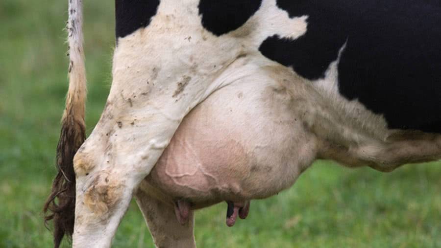 Как вылечить мокрец у коров