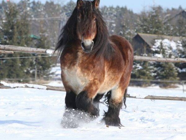 10 лучших русских пород лошадей