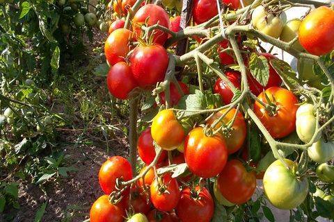 Особенности выращивания и ухода за сортом томата «подснежник»