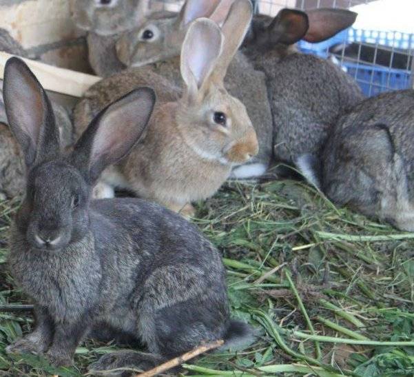 Кролики великаны: породы, разведение, выращивание, кормление