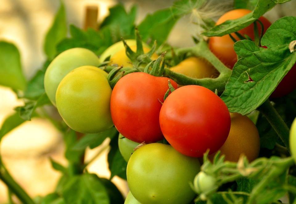 Подготовка семян томатов к посеву на рассаду в домашних условиях.