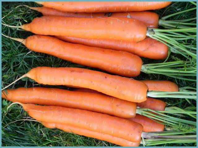 Лучшие сорта моркови для сибири: ранние, поздние, сладкие, крупные