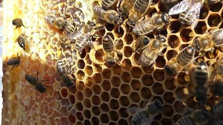 От чего зависит время появления семьи - трутовки на пасеке | практическое пчеловодство