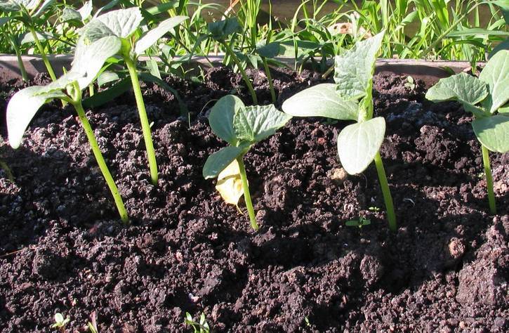 Как правильно посадить семена огурцов в грунт