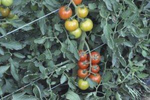 Лучшие сорта помидоров для открытого грунта