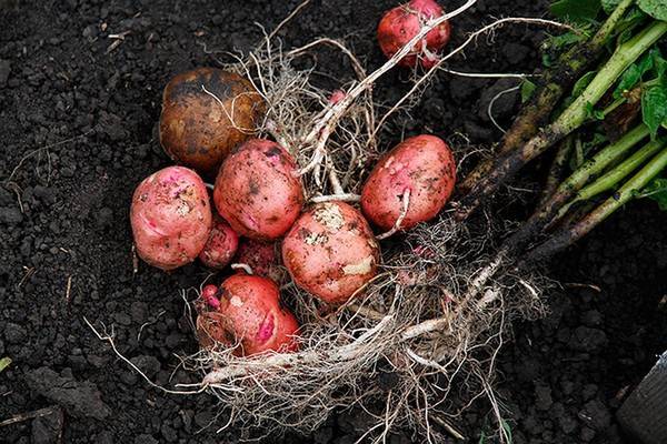 Когда копать молодую картошку на еду – признаки готовности