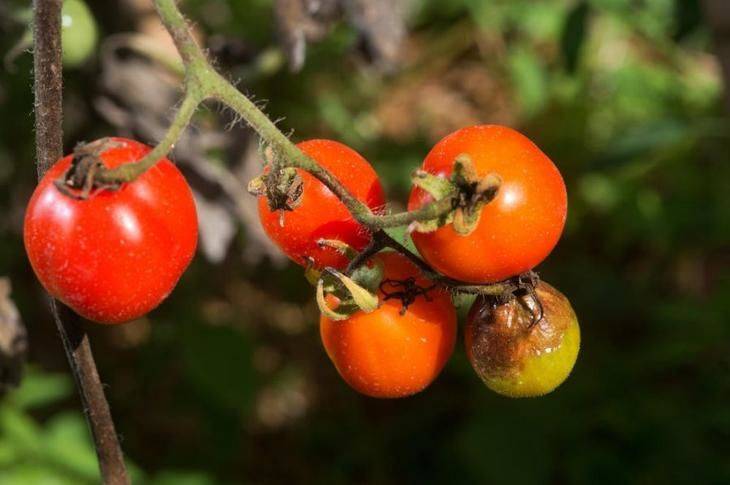 Как избавиться от фитофторы на помидорах в теплице и открытом грунте