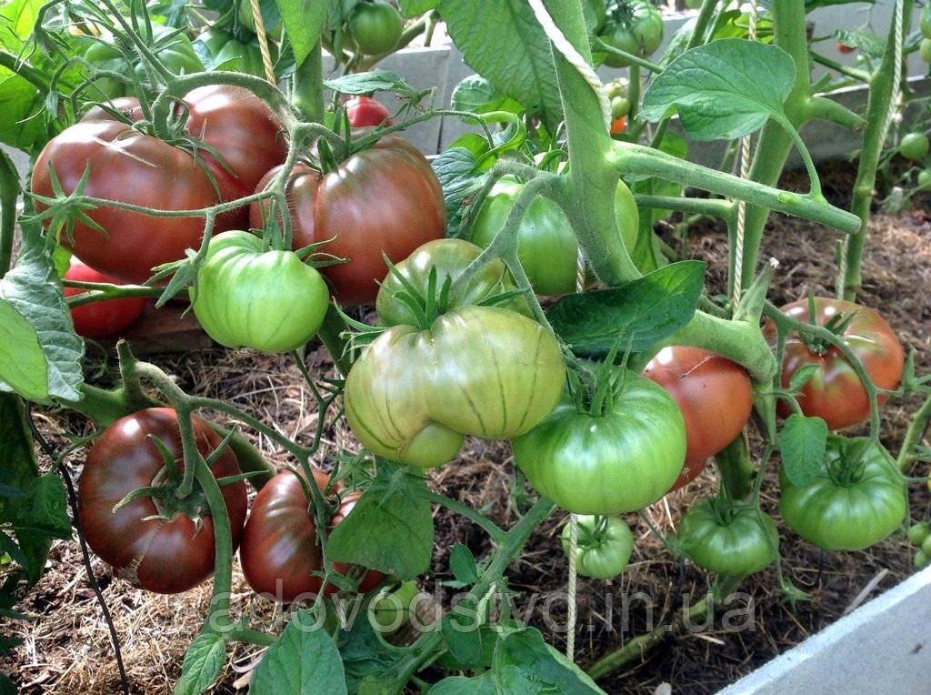 Чёрный крым — урожайный темнокожий томат, совершивший кругосветку