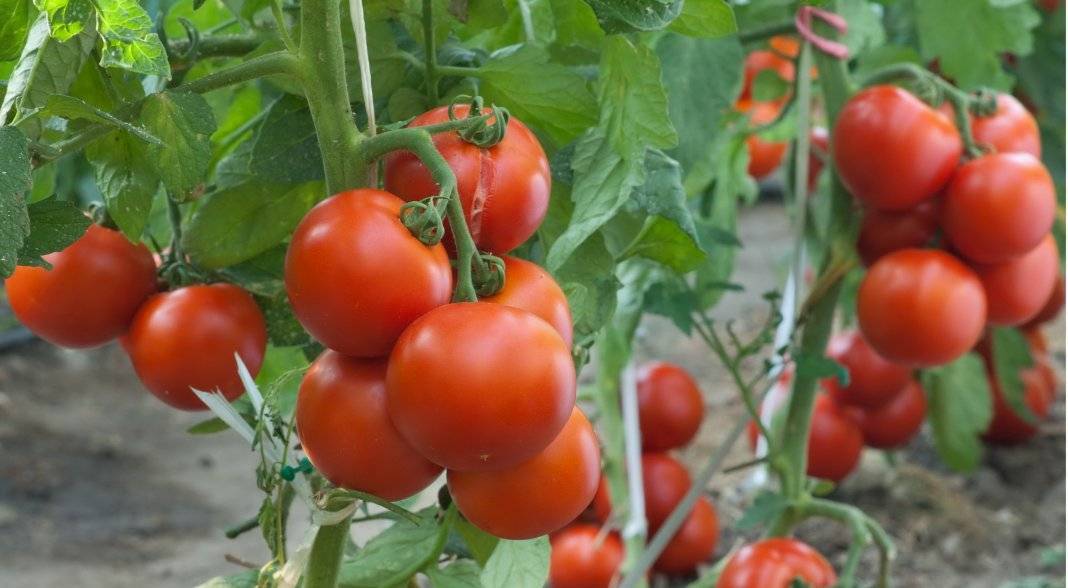 Представитель пасленовых — томат золотая бусинка f1: описание сорта и его характеристики