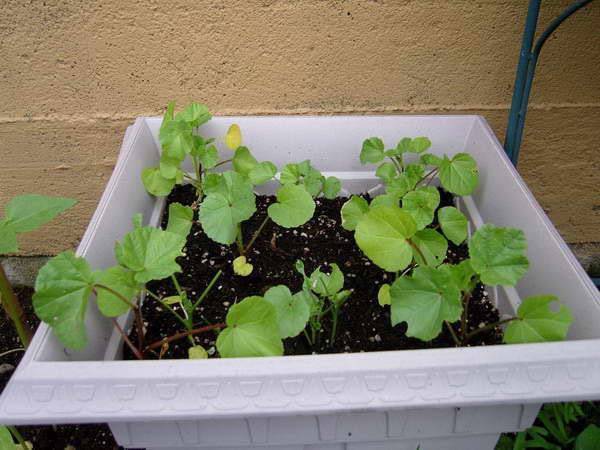 Лаватера: выращивание из семян, когда сажать