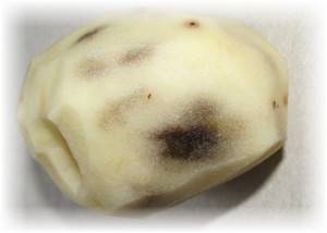 Почему картошка чернеет внутри при хранении?