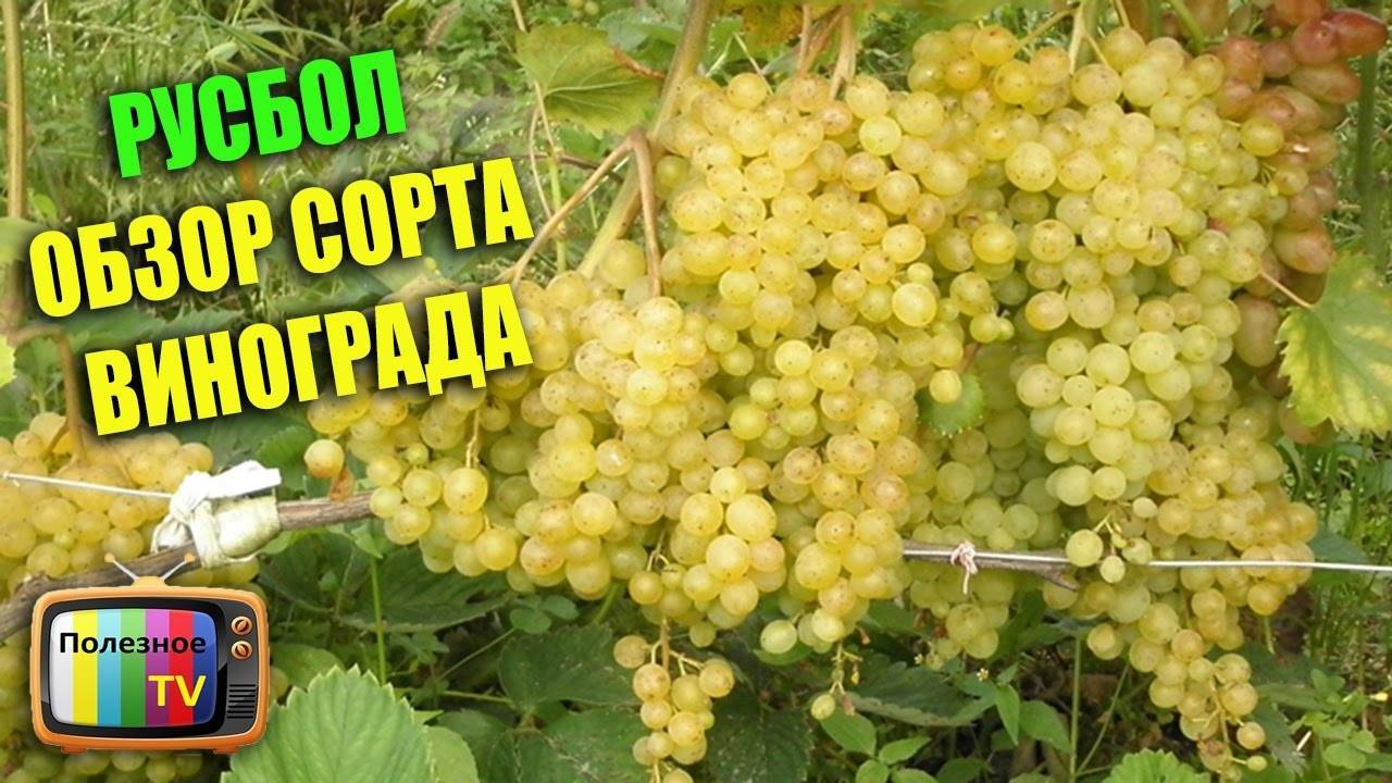 Выращивание мускатного винограда русбол — описание лозы