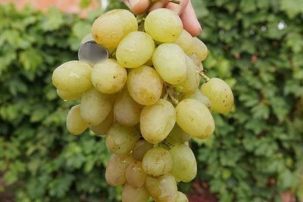 Сорт винограда "монарх": описание, достоинства и недостатки