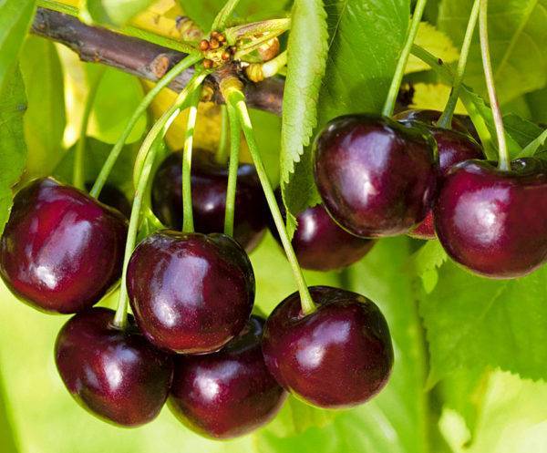 Черешня овстуженка: описание популярного сорта, особенности выращивания ягоды
