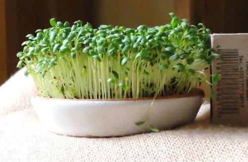 Все о том, как вырастить шпинат из семян. уход за рассадой и перемещение на грядки