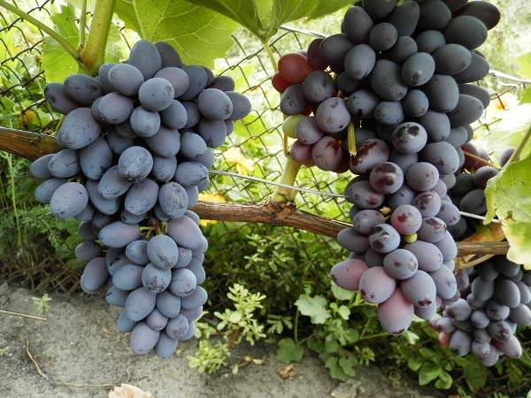 Виноград "кишмиш юпитер": фото, описание сорта, защита от вредителей и болезней