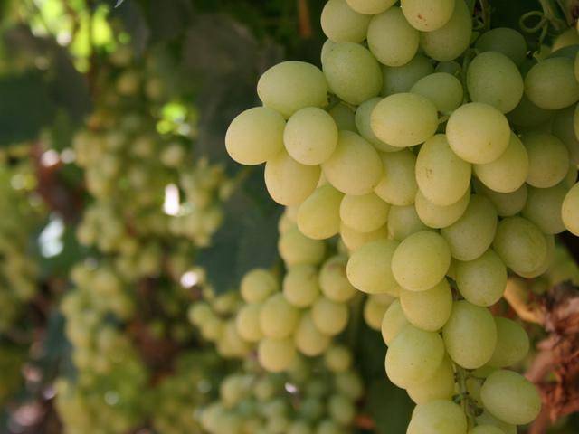 Технические сорта винограда: описание, фото, характеристики и агротехнические особенности
