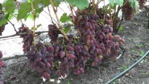Виноград граф монте кристо - особенности сорта, размножение, правильный уход и защита от болезней и вредителей