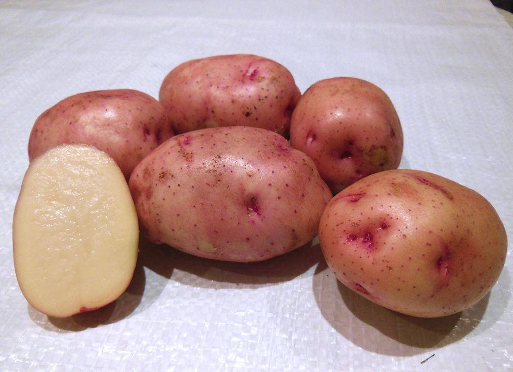 Описание сорта картофеля брянский деликатес: фото, правила выращивания, отзывы
