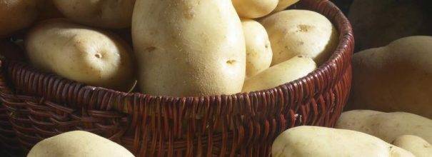 Сорт картофеля гала: характеристики и особенности выращивания