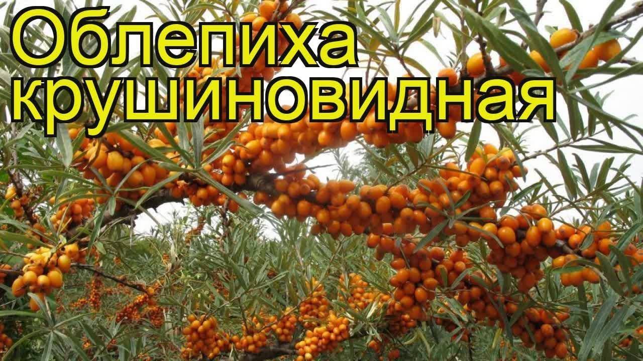 Облепиха Крушиновидная