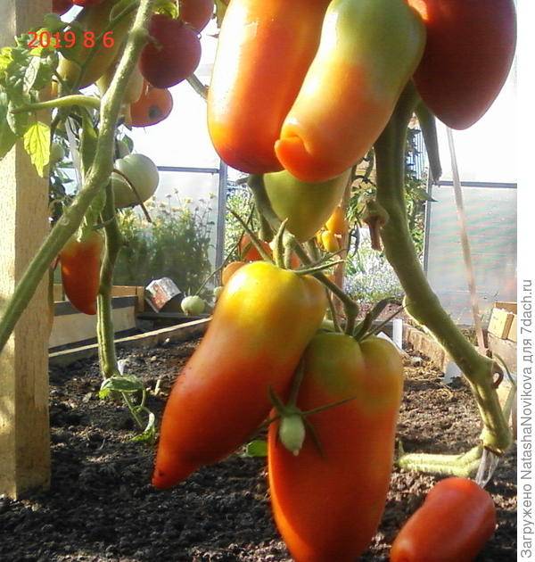 Характеристика и описание сорта томата корнабель, его выращивание - общая информация - 2020