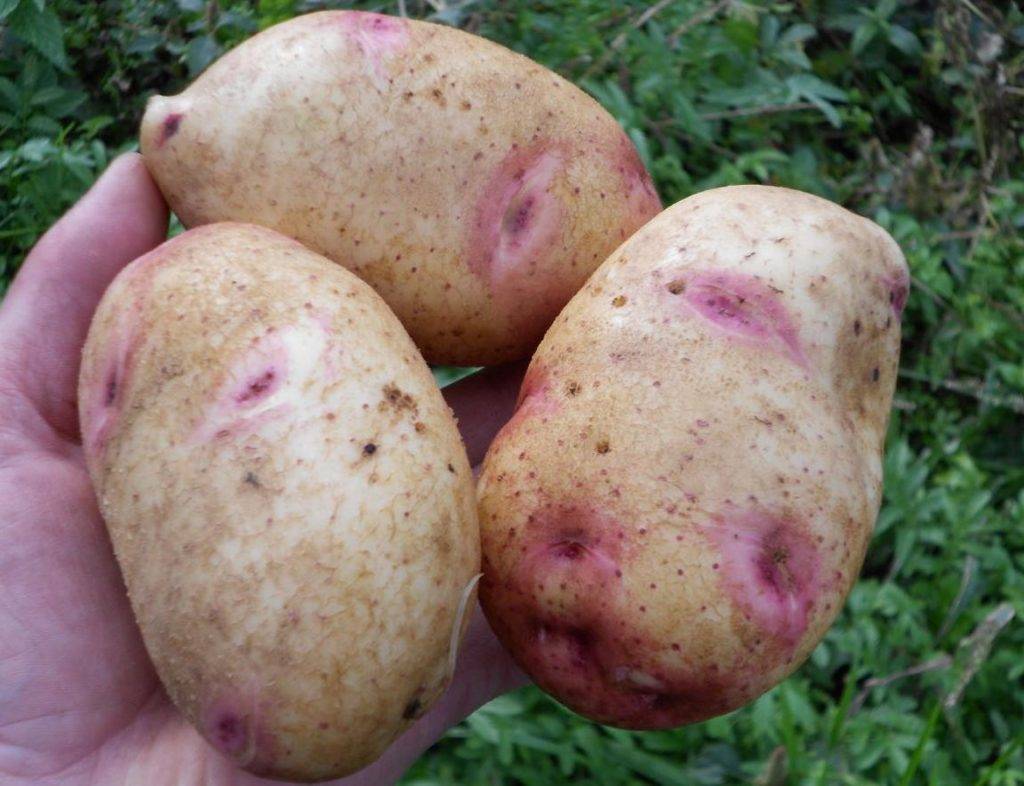 Описание, характеристика и особенности выращивания  сорта картофеля скарб
