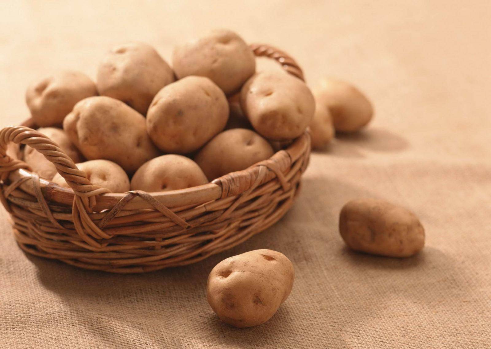 Описание сорта картофеля аврора, фото, отзывы тех, кто сажал