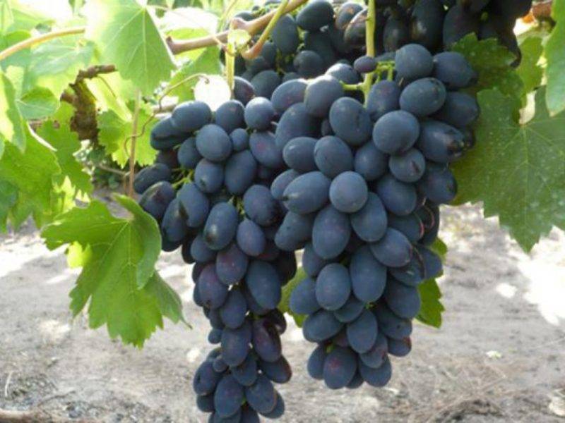 Виноград загадка шарова: описание сорта, правила посадки и ухода, сбор урожая