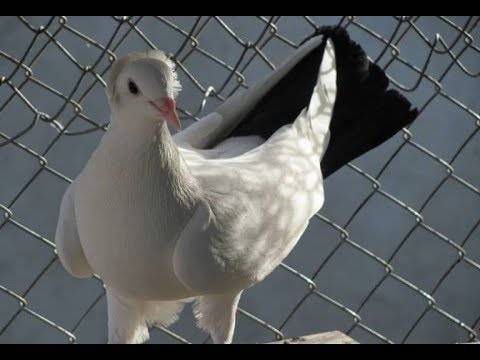 Описание голубей-бакинцев