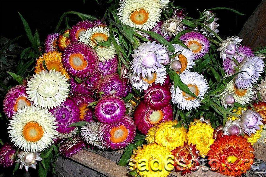Цветы гелихризум (helichrysum): виды на фото, посадка и выращивание из семян