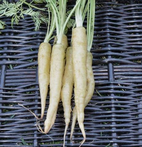 Самые лучшие семена моркови: обзор, характеристики и отзывы