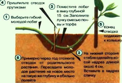 Древовидный пион — уход и выращивание, фото