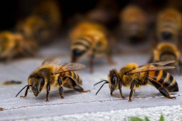 Сроки и способы осенней подкормки пчёл сиропом из сахара