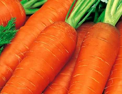Морковь ярославна описание сорта фото отзывы