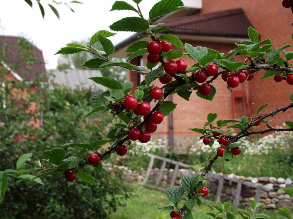 Войлочная вишня: как ухаживать за маленькой обитательницей сада