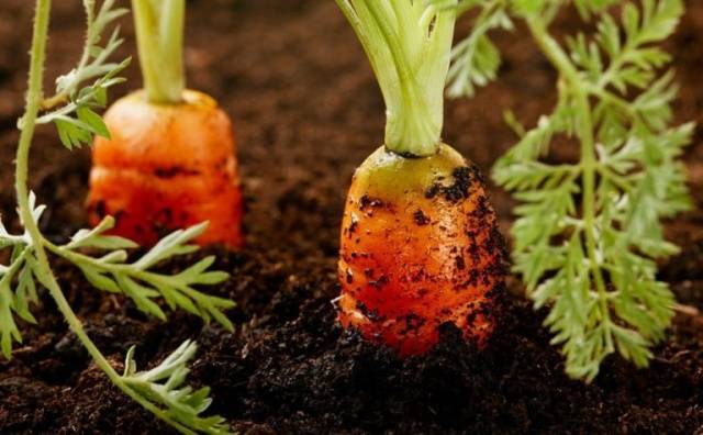 Сорт моркови император: отзывы, фото, урожайность