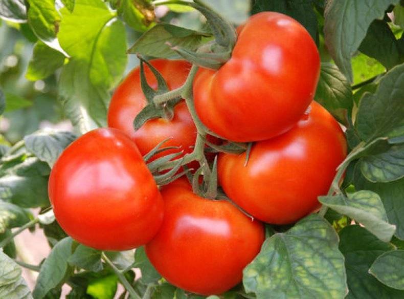 Характеристика и описание сорта томатов «джина»: выращивание и борьба с вредителями, фото помидор и достоинства сорта